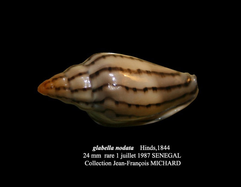 Glabella nodata (Hinds, 1844) Jf_mar10