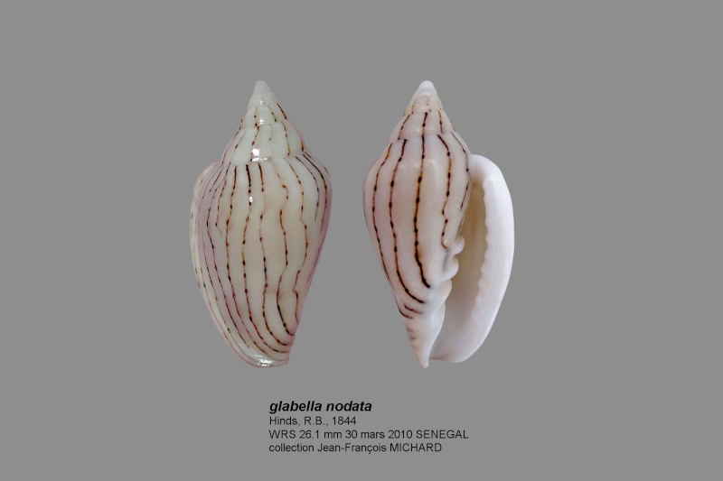 Glabella nodata (Hinds, 1844) Nodata11