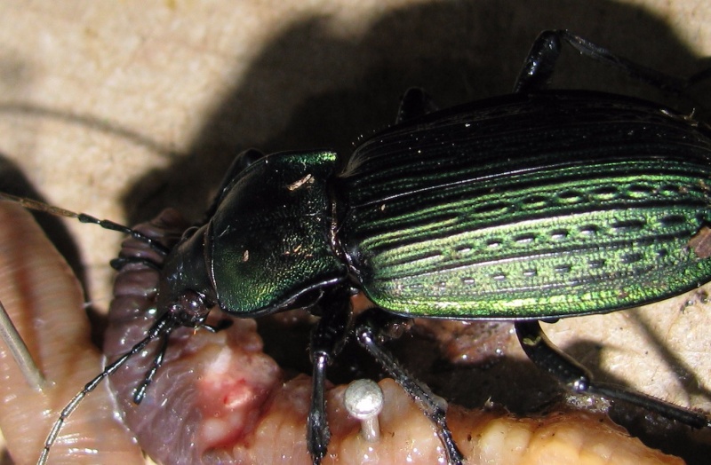 Suivi d’élevage Carabus. Au prise avec un lombric. Img_5413