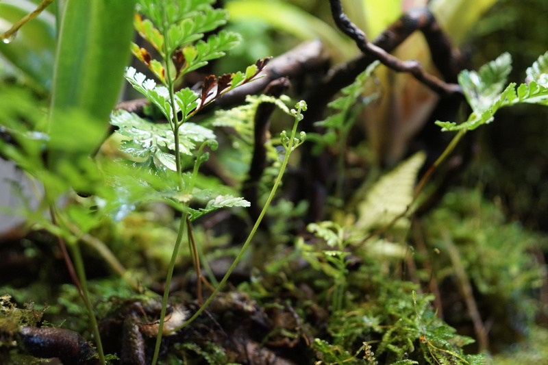 paludarium exoterra Dsc00312