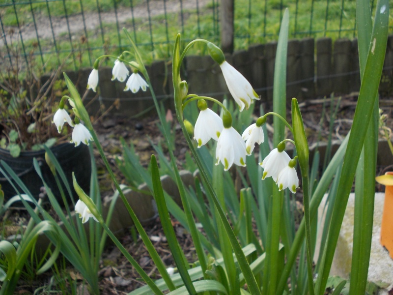 leucojum aestivum Dscn9227