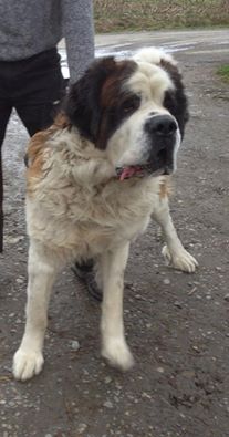 Saint-Bernard LOF (castré) de 3 ans,DEPT 56 Saint12