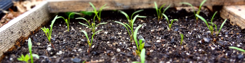 seedling pics Carrot12