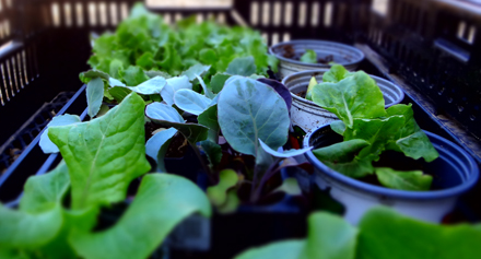 Seed Starting!! - Page 9 Lettuc10