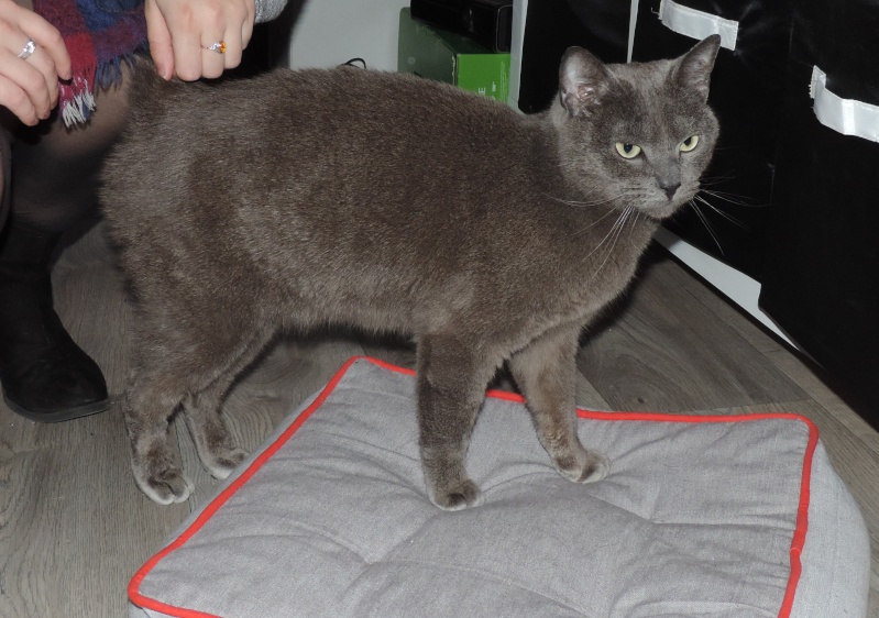 IGGY, chartreux né en 2014 01_igg10