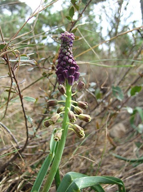 Leopoldia comosa (= Muscari comosum) - ail à toupet Dscf8010