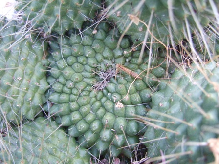 Mammillaria spinosissima cv. 'Un Pico' Dscf9715