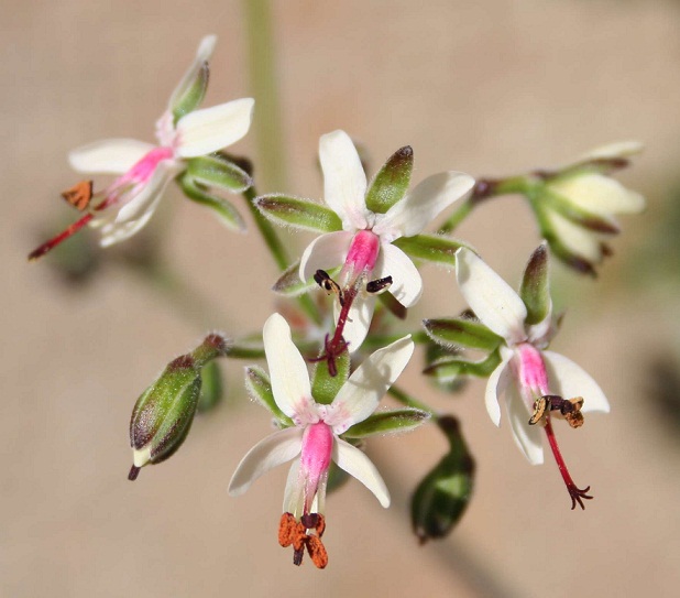 Pelargonium laxum Img_0415