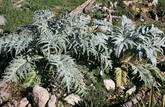 Cynara cardunculus - cardon - Page 2 Img_0417