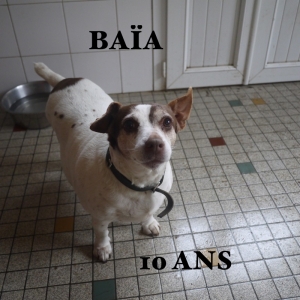 BAIA Beagle/Ratier 10 ans  -  SPA LE RAMIER DE MONTAUBAN  (82) 1bf84510