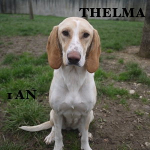 THELMA Porcelaine 2 ans (présence d'autre chien)  -  SPA LE RAMIER DE MONTAUBAN  (82) 1decae10