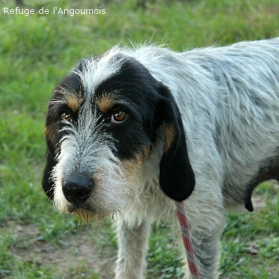 GEORGIA X griffon Bleu de Gascogne 5 ans -  SPA DE L' ANGOUMOIS A MORNAC  (16) Georgi10