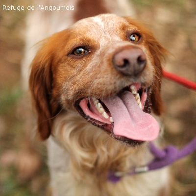 JANGO x Epagneul breton 2 ans  -  SPA DE L' ANGOUMOIS A MORNAC  (16) Jango_11