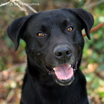 JENIUS X Labrador  2 ans  -  SPA DE L' ANGOUMOIS A MORNAC  (16) Jenius11