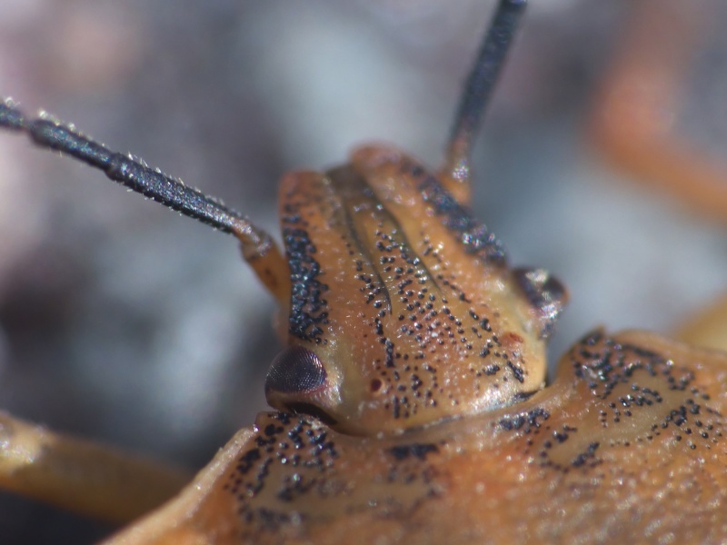 [Carpocoris fuscispinus] ? P1100012