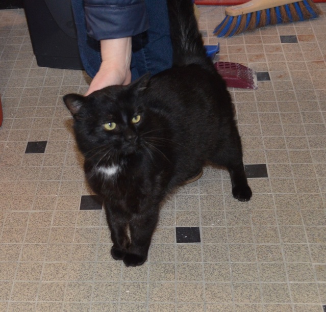 IKARO, chat mâle noir, né en 2014 Dsc_0010