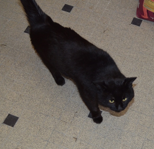 IKARO, chat mâle noir, né en 2014 Dsc_0011