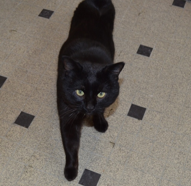 IKARO, chat mâle noir, né en 2014 Dsc_0012