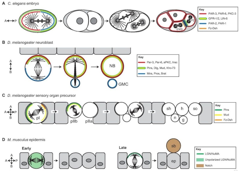 Molecular pathways regulating mitotic spindle orientation in animal cells Spindl12