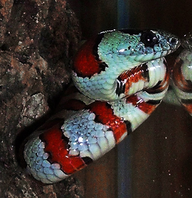 lampropeltis mexicana 02_03_10