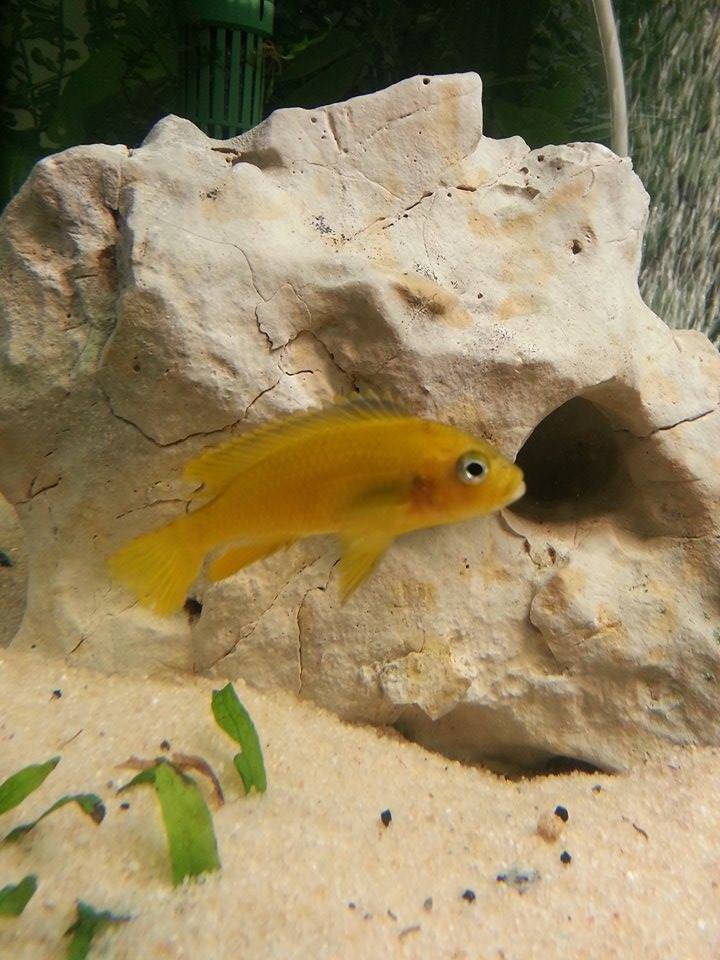 Quel est ce poisson ? Labidochromis caeruleus ou autre ? 12769411