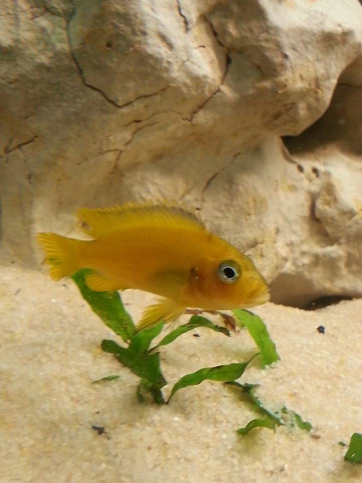 Poisson - Quel est ce poisson ? Labidochromis caeruleus ou autre ? 12788210