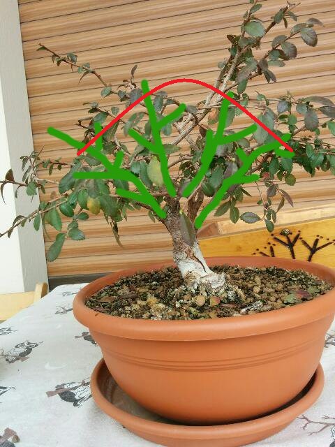 Aiuto bonsai olmo - Pagina 2 Scopa_10