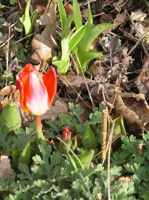 tulipes Imgp0010