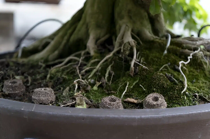 web oficial de bonsai-nature Img_2810