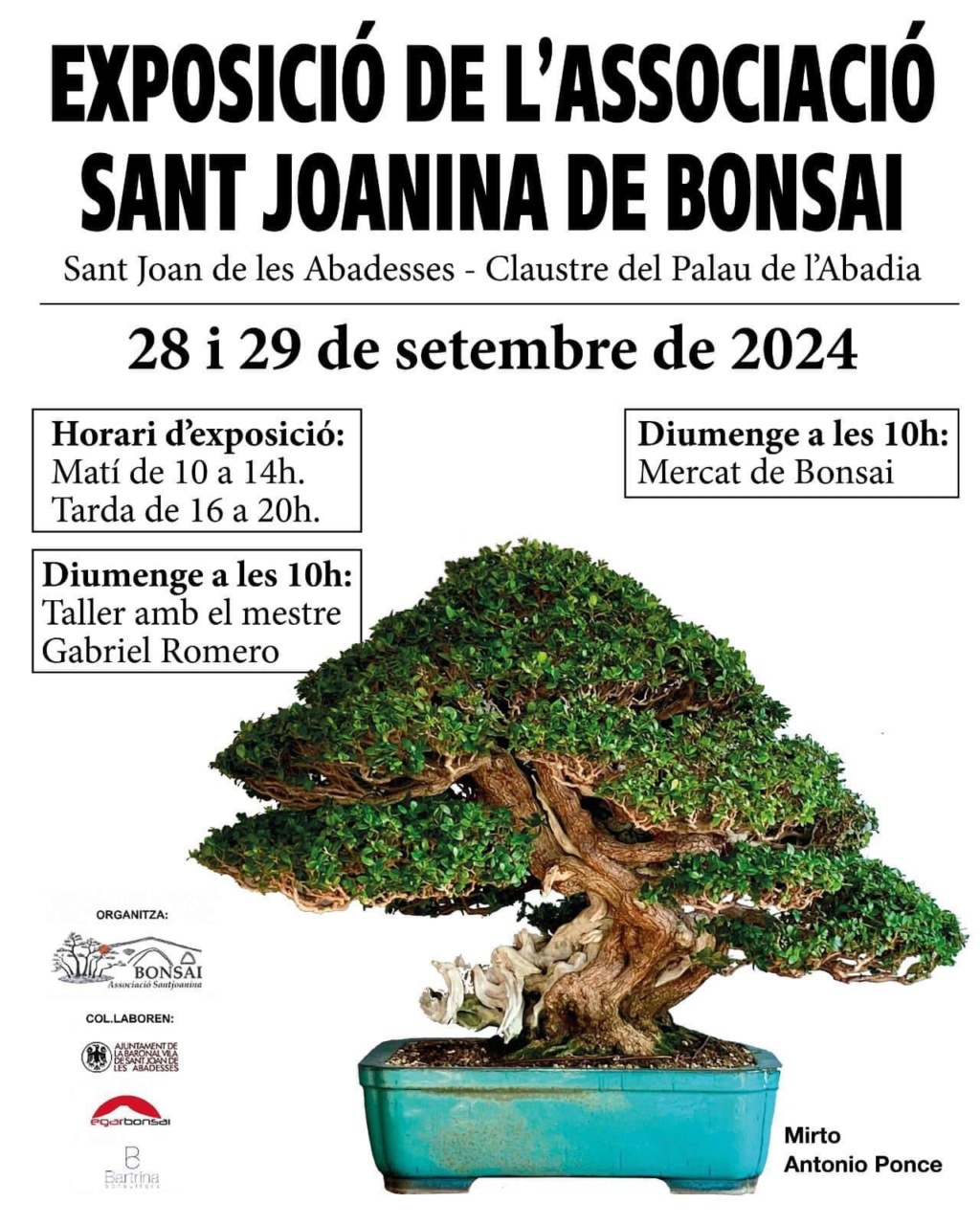 bonsai - EXPOSICIÓ DE L’ASSOCIACIÓ SANT JOANINA DE BONSAI Img_5910