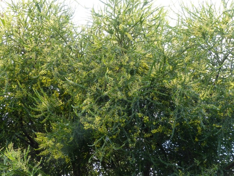 Acacia pravissima - mimosa Acacia11
