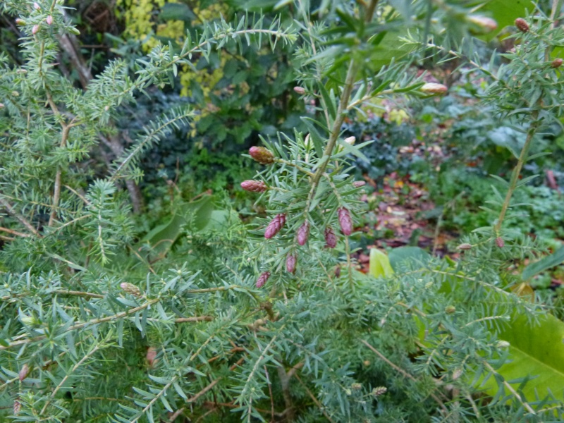 Melaleuca incana, Drimys winterii, Rhododendron viallii, Maesa chisia  [devinette] Melale10