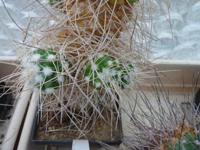 Mammillaria spinosissima cv. 'Un Pico' P1020316
