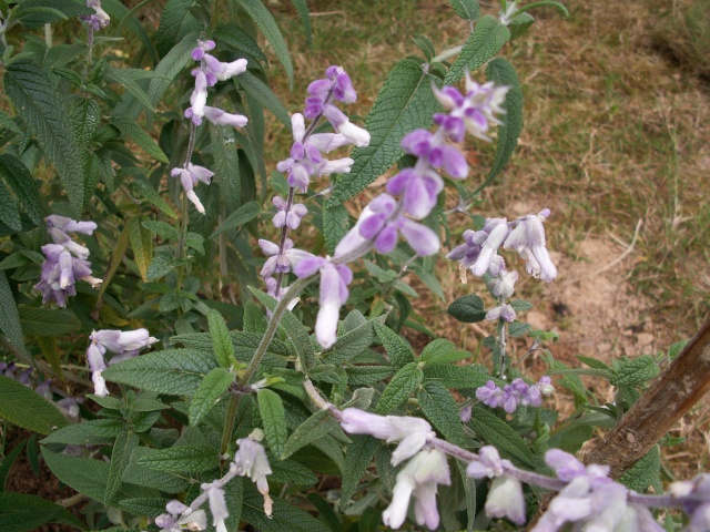 Salvia leucantha 'Santa Barbara' Salvia10