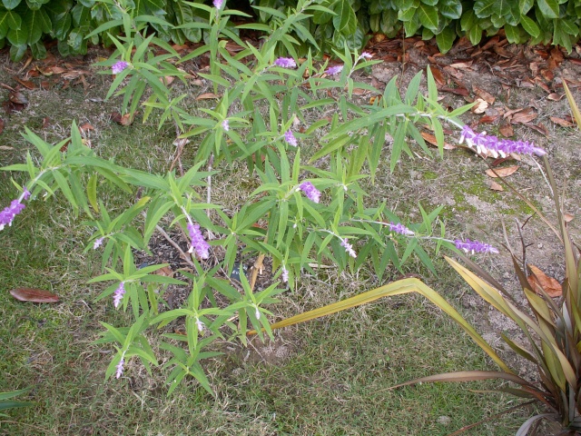 Salvia leucantha 'Santa Barbara' Salvia11
