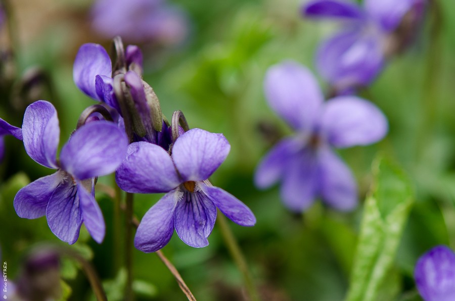 Printemps aux Vouillants avec deux belles découvertes Violet11