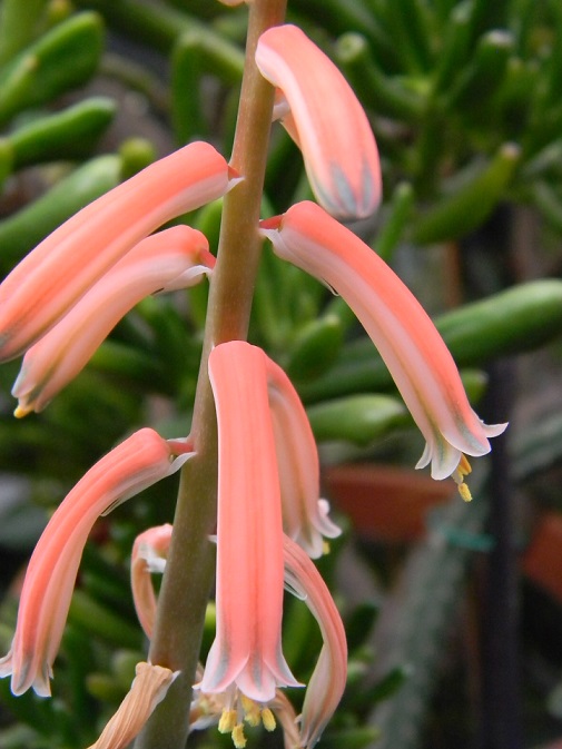 Aloe  variegata Aloe10