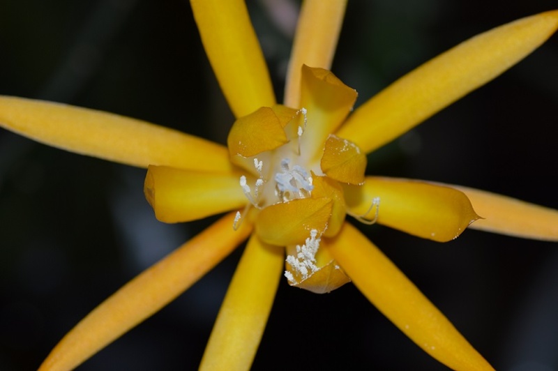 Epiphyllum fruhlingsgold. Fruh410