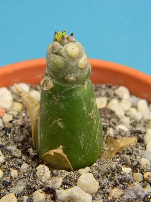 TYLECODON PANICULATUS Ty10