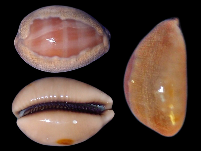 Lyncina carneola crassa - Gmelin, 1791 voir Lyncina carneola - (Linnaeus, 1758) Lyncin21