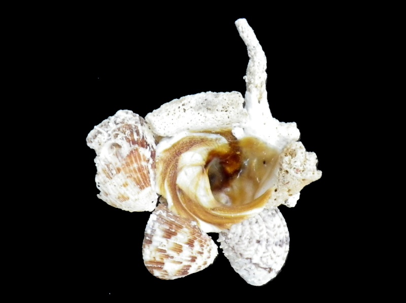Xenophora conchyliophora (Born, 1780)  X-conc10