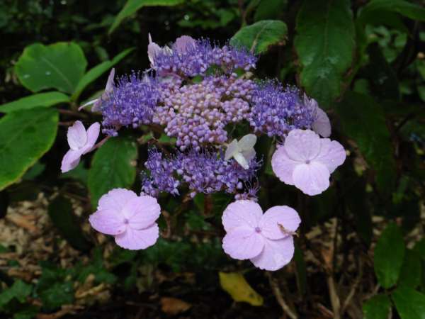 hydrangeas chez Lisaimie. - Page 6 P1320610