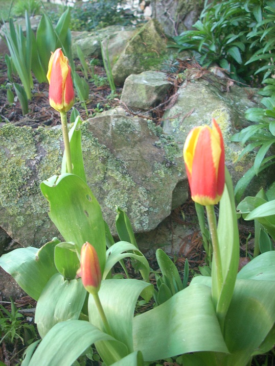 tulipes Tulipe11