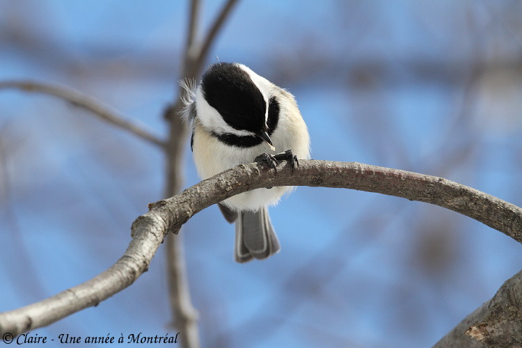 Mes photos d'oiseaux - maj 16/04/2018 (oiseaux du jardin) - Page 6 Img_6414