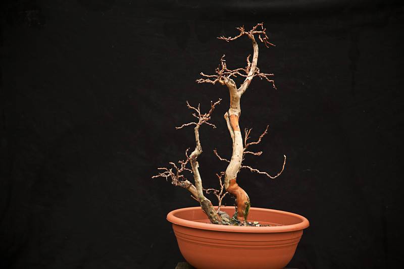 Physocarpus opulifolius Physoc10