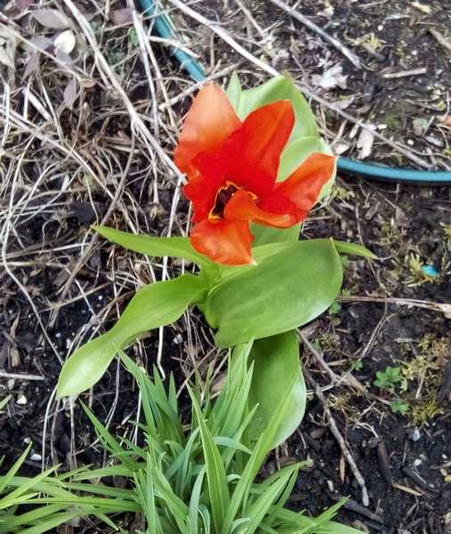 Les Tulipes .....saison 2016 1_00312