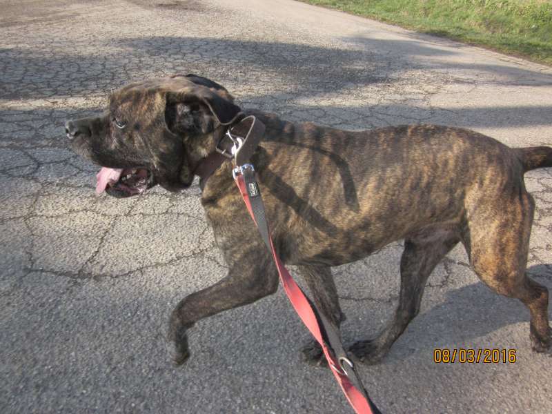 Dubaï, cane corso castré  né en 01/2008 - Refuge SLPA Amance Dubai_11