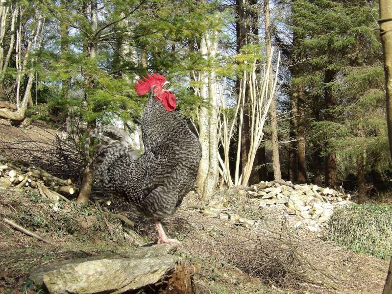 mon coq coucou de rennes Imgp0611