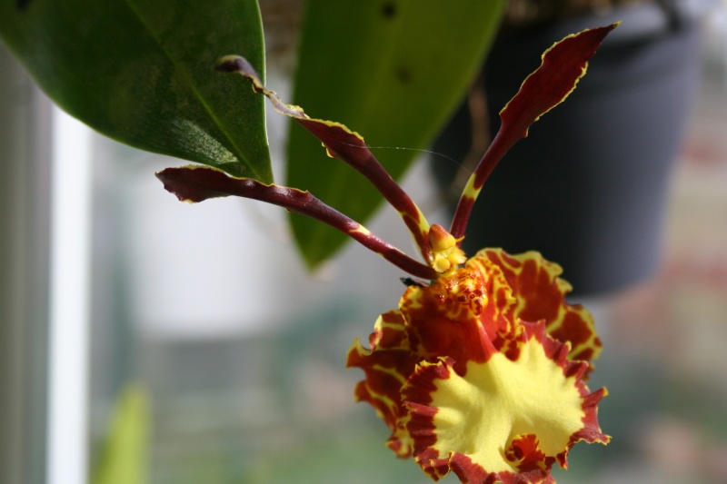 psychopsis mariposa Img_2722