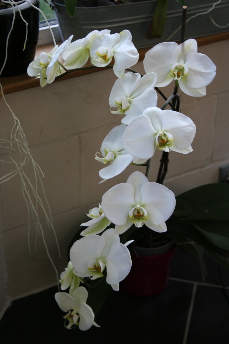 phalaenopsis blanc a fleurs enooooooooormes - Page 3 Img_2815